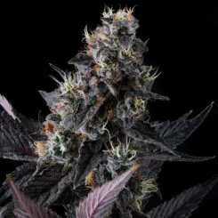 giggin grapes cannabis seeds by compound genetics