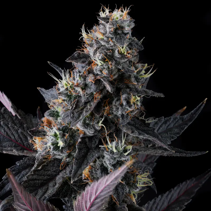 giggin grapes cannabis seeds by compound genetics