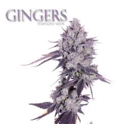 gingers f1 cannabis seeds by romulan genetics
