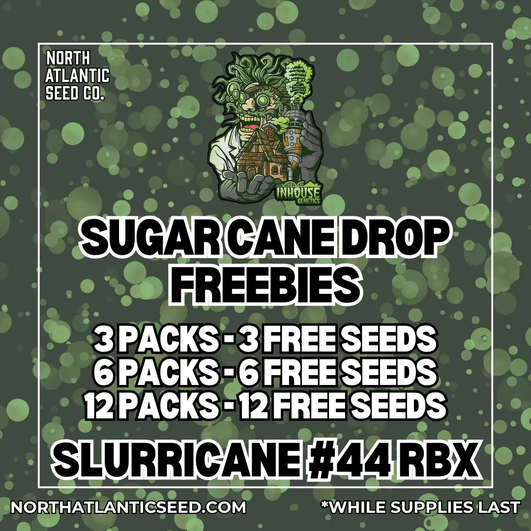 In House Genetics cannabis seeds