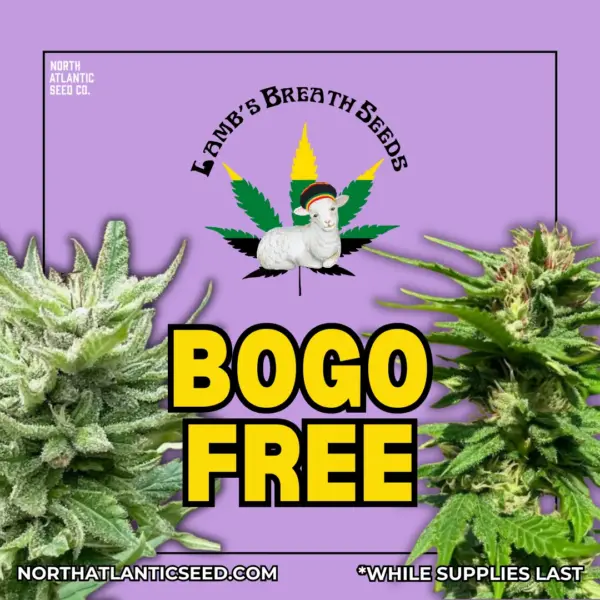 Lamb's Breath Seeds's promotional image
