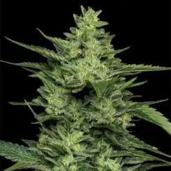 limez cannabis seeds by humboldt seed co