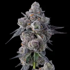 mellowz cannabis seeds by compound genetics
