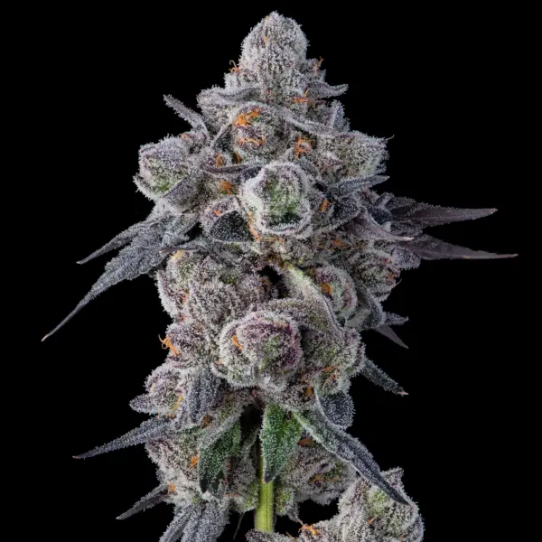 mellowz cannabis seeds by compound genetics