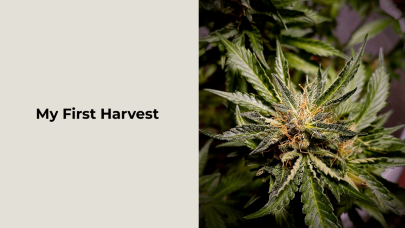 My First Harvest