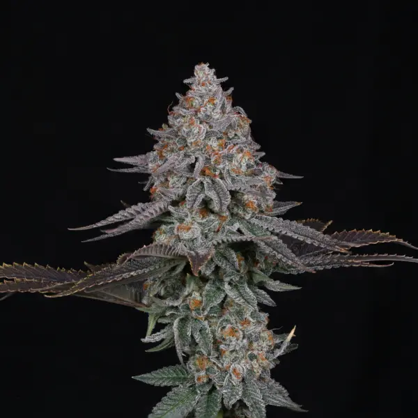 pink certz cannabis seeds by compound genetics