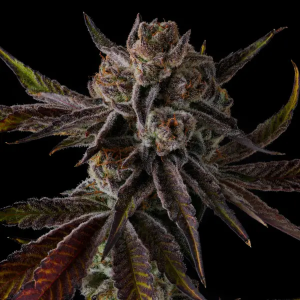 purple preserves cannabis seeds by compound genetics