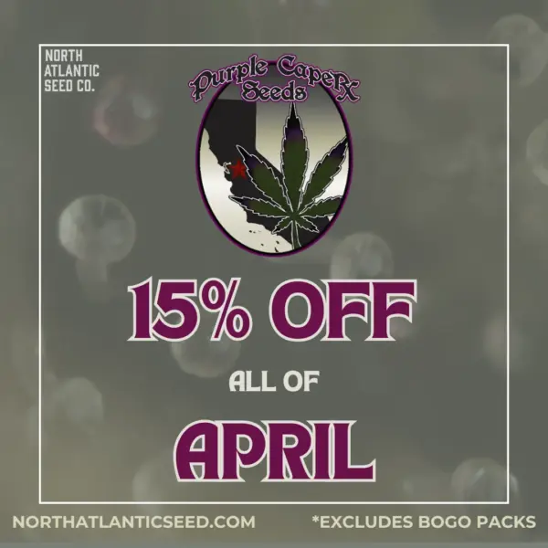 Purple Caper Seeds's promotional image