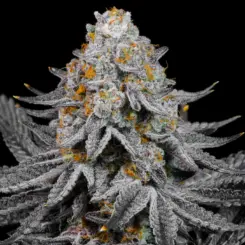 sugar tab cannabis seeds by lit farms