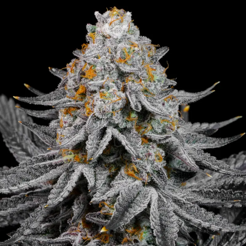 sugar tab cannabis seeds by lit farms