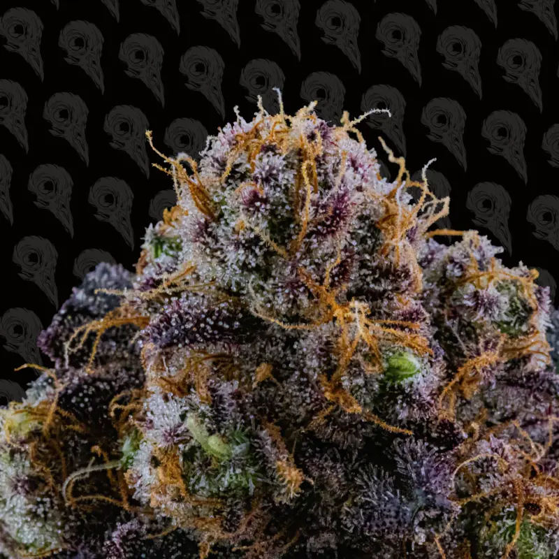 unicorn glue cannabis seeds by dirty bird genetics