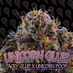 unicorn glue cannabis seeds by dirty bird genetics
