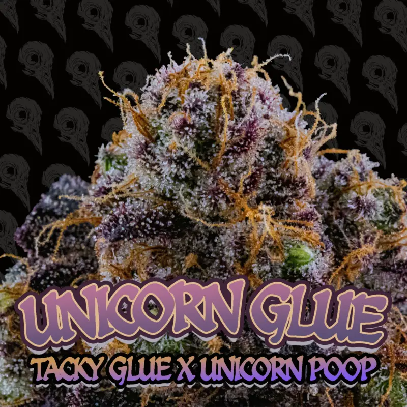 unicorn glue cannabis seeds by dirty bird genetics