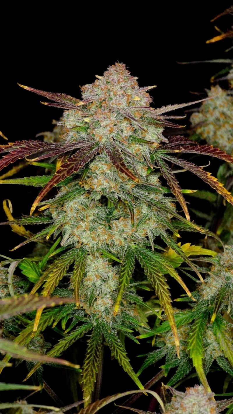 frostbanger cannabis seeds by fast buds