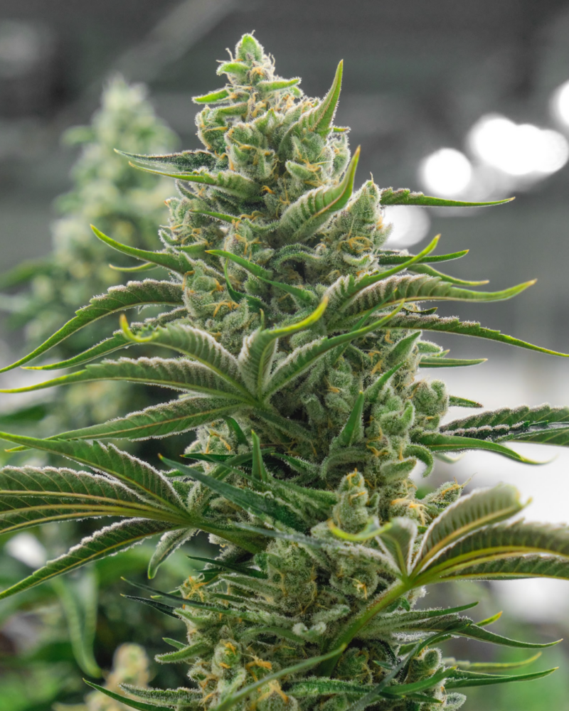 sugar d cannabis seeds by in house genetics