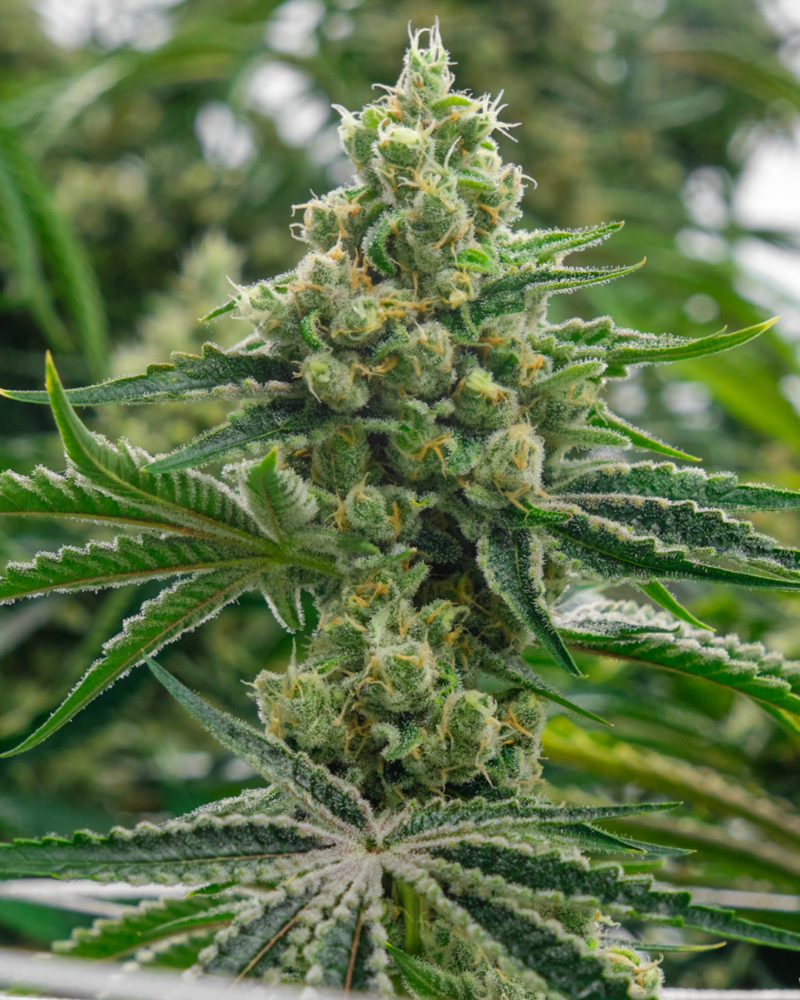 sugar d cannabis seeds by in house genetics