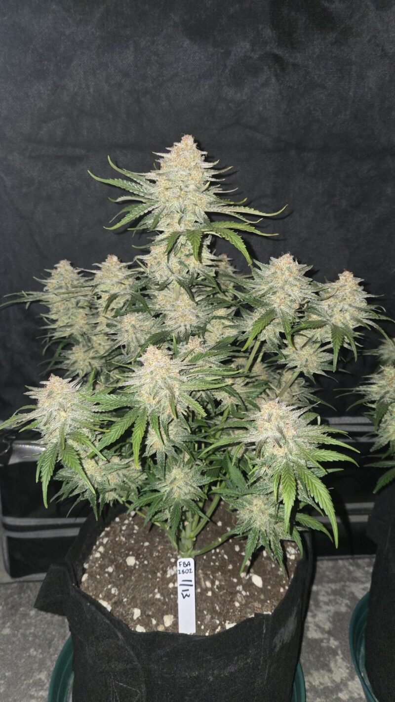 frostbanger cannabis seeds by fast buds
