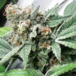 72 virgins ibl cannabis seeds by omuerta genetix