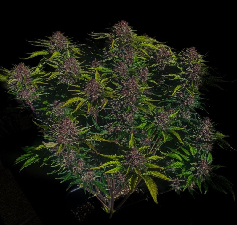 purple haze cannabis seeds by fast buds
