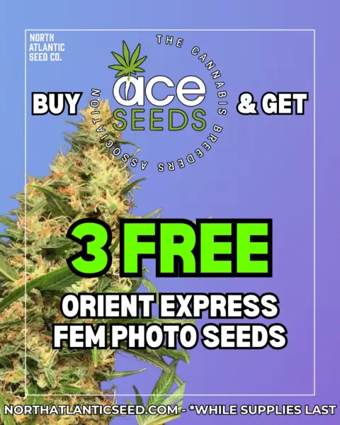 Ace Seeds's promotional image