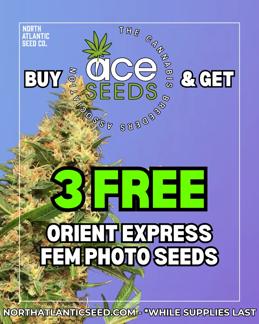 Ace Seeds cannabis seeds