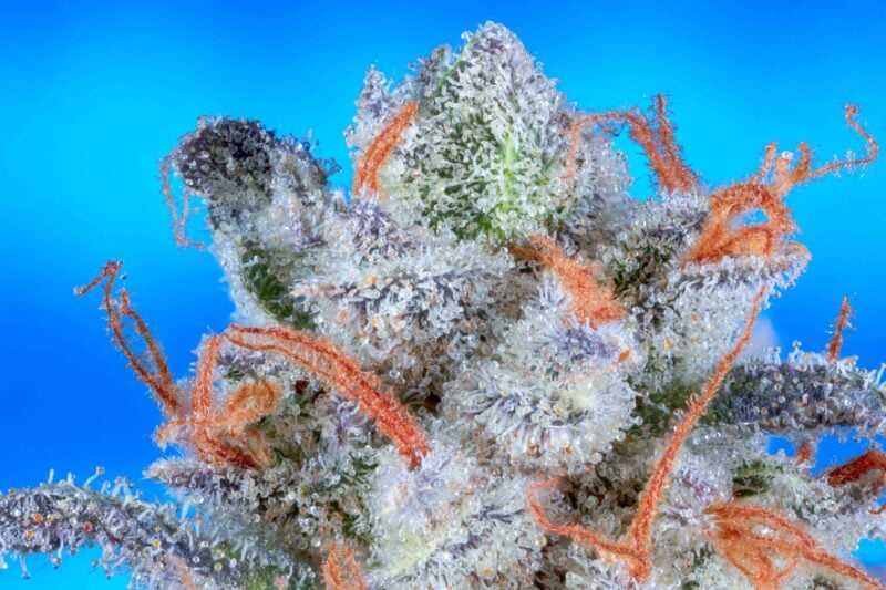 blacklung cannabis seeds by romulan genetics