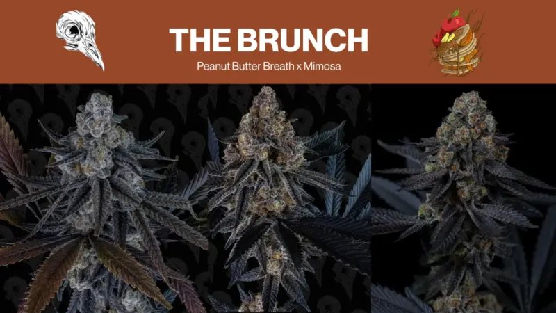 Let’s Talk About Mothers: The Brunch
