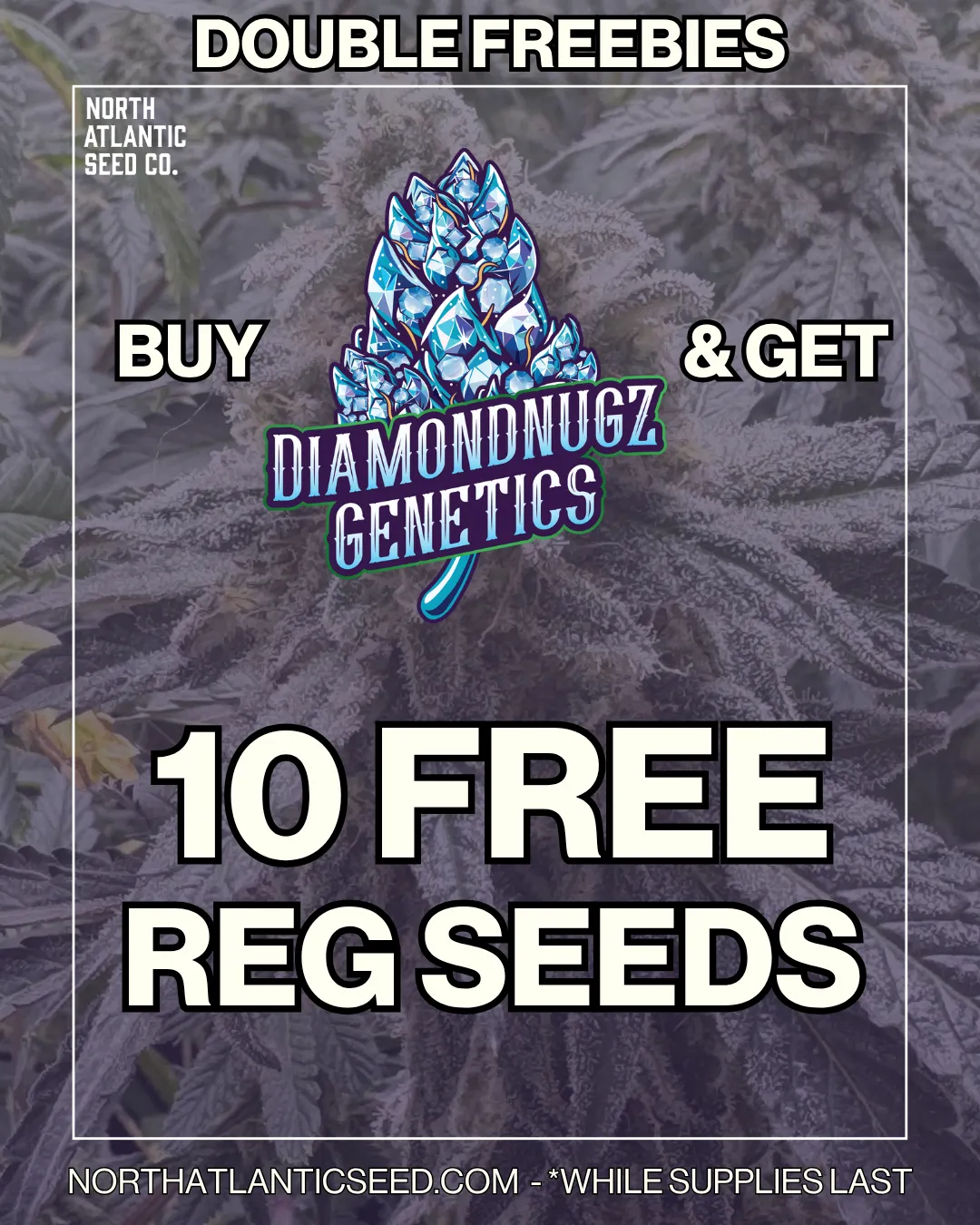 Diamondnugz cannabis seeds