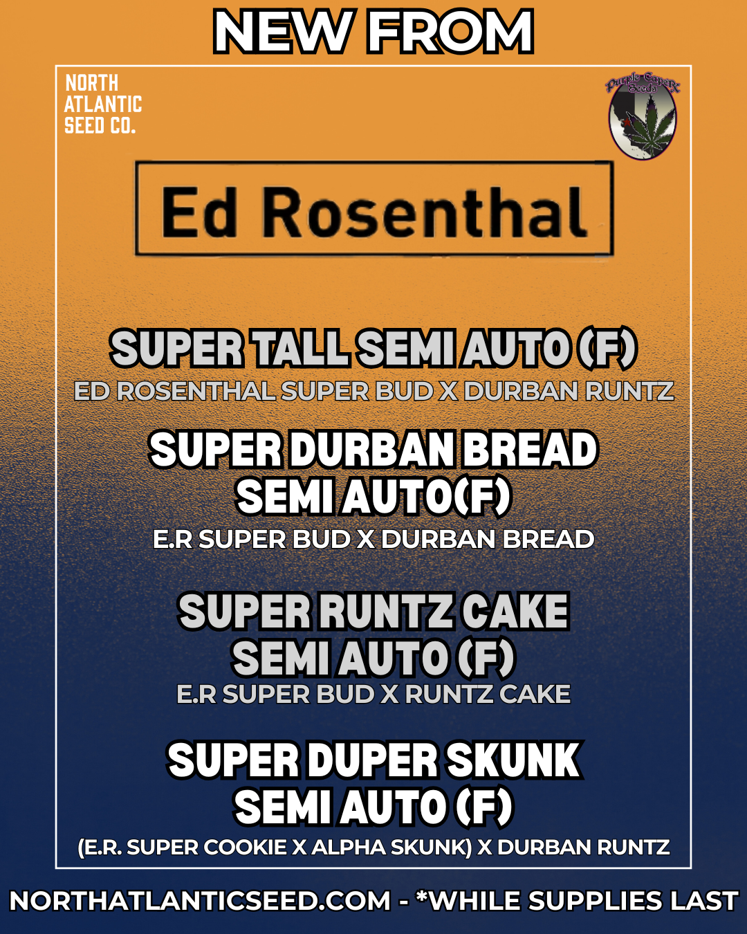 Purple Caper - Ed Rosenthal Exclusives cannabis seeds