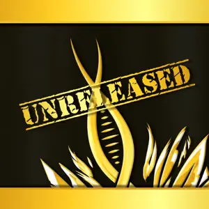 Exotic Genetix Upper Deck Cannabis Seeds
