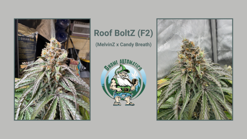 Origin Story: Roof Boltz F2 by Gnome Automatics