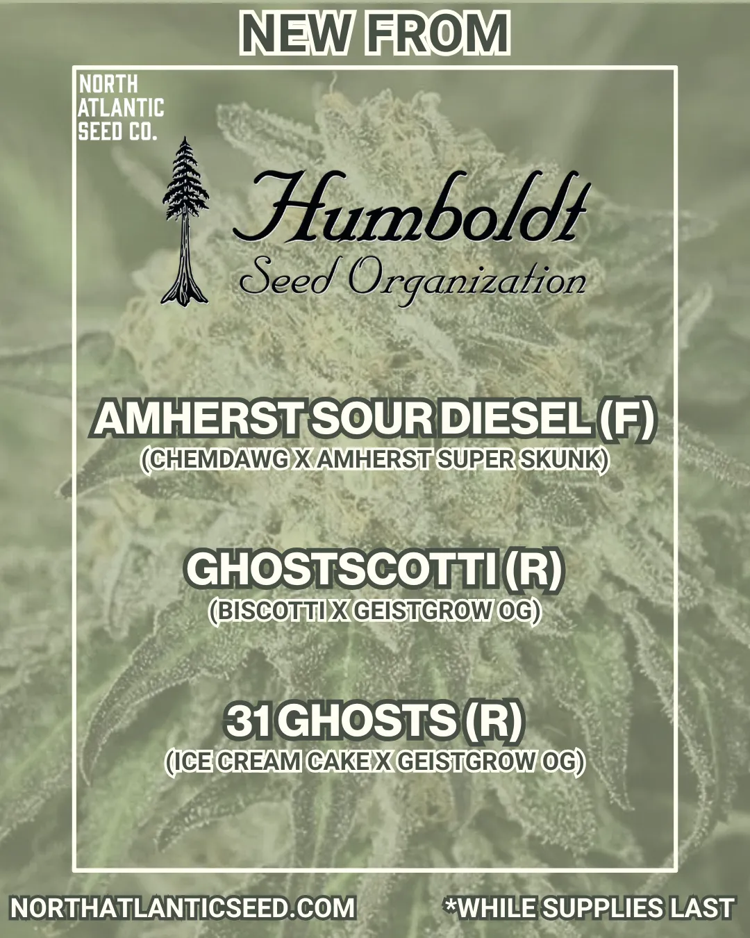 Humboldt Seed Organization cannabis seeds