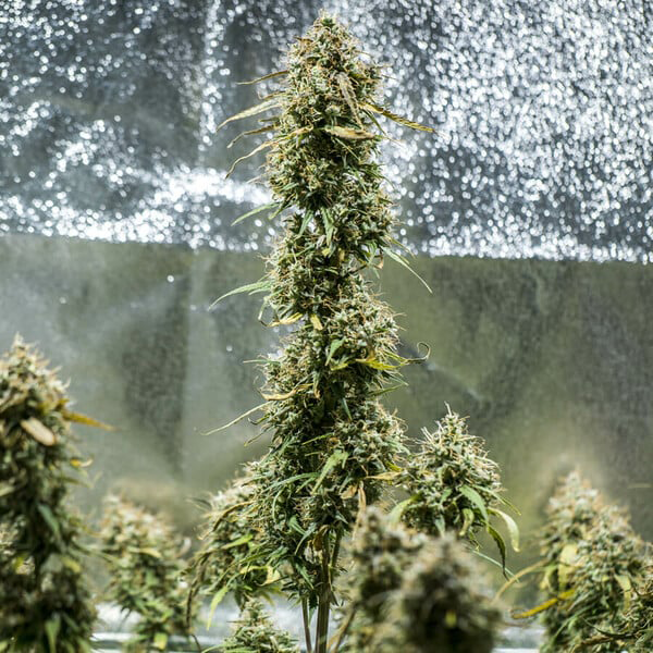Haze Berry Auto Cannabis Seeds by Royal Queen Seeds