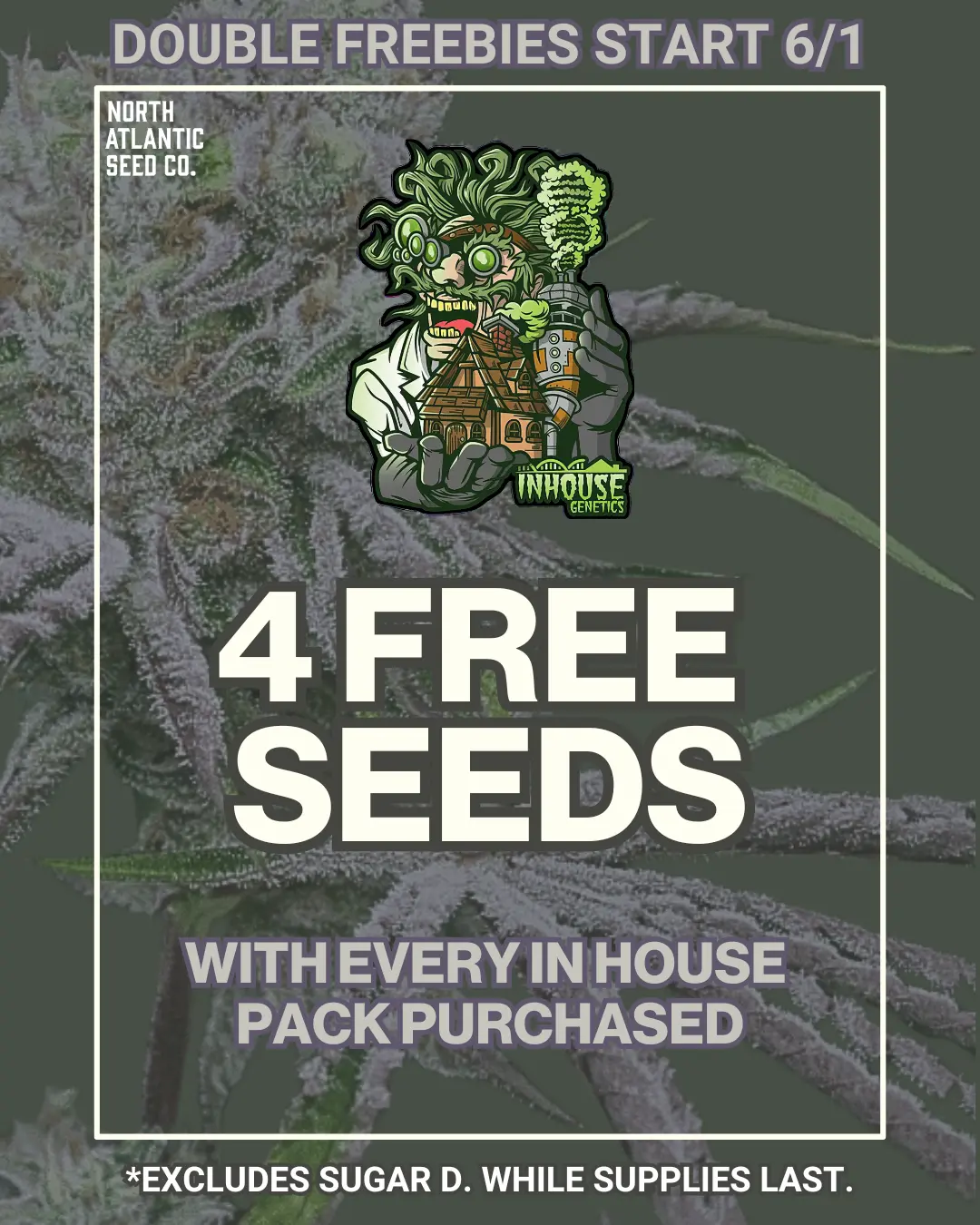 In House Genetics cannabis seeds