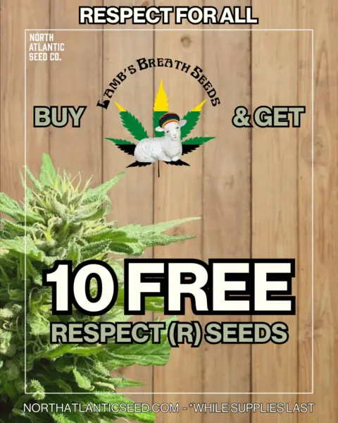 Lamb's Breath Seeds's promotional image