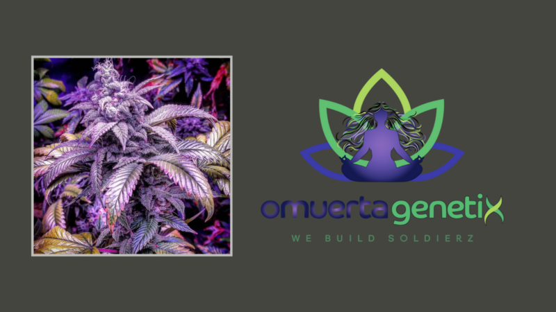Breeder Spotlight: Omuerta Genetix