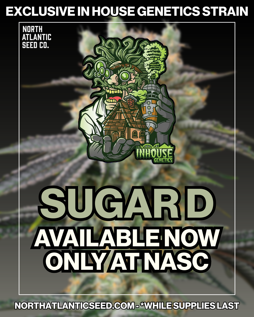 In House Genetics cannabis seeds