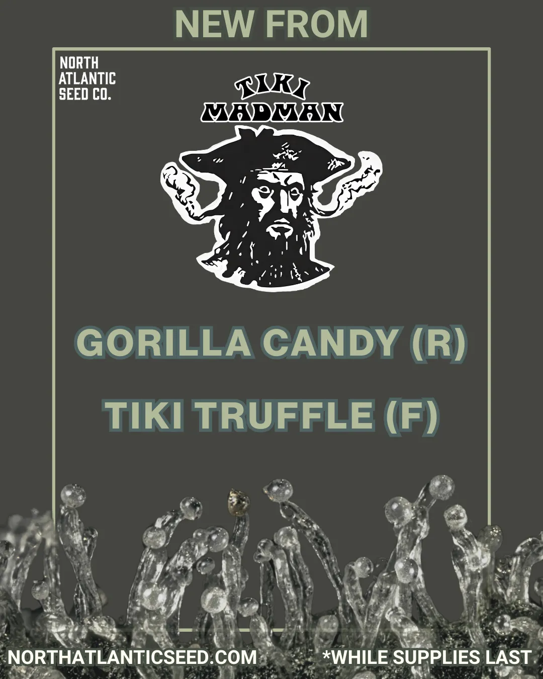 Tiki Madman cannabis seeds