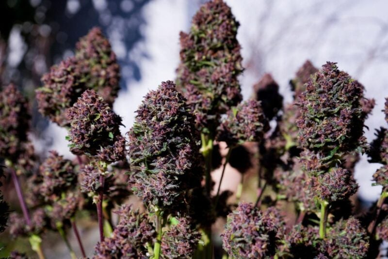 purple haze cannabis seeds by fast buds