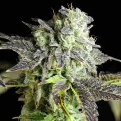 baconauto cannabis seeds by twenty20 mendocino