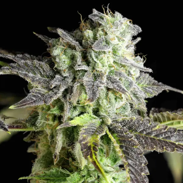 baconauto cannabis seeds by twenty20 mendocino