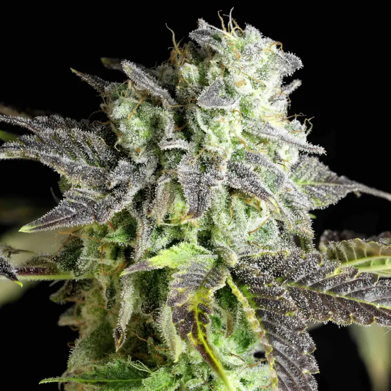 baconauto cannabis seeds by twenty20 mendocino