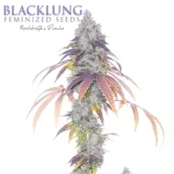 blacklung cannabis seeds by romulan genetics