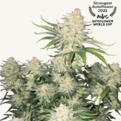 frostbanger cannabis seeds by fast buds