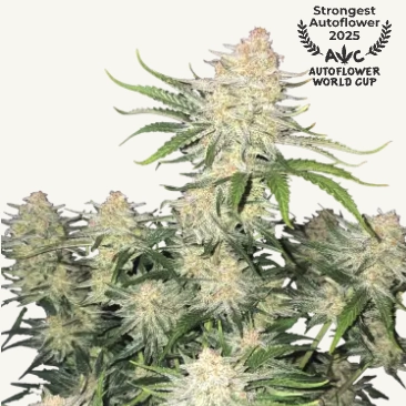 frostbanger cannabis seeds by fast buds