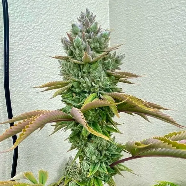 gg4 s1 cannabis seeds by deadpanhead seeds