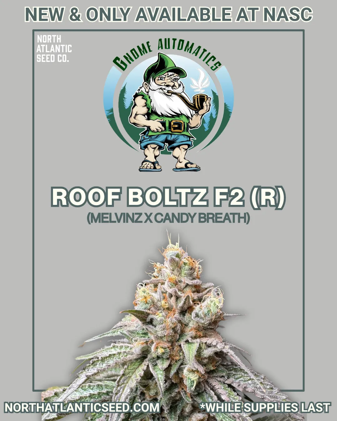 Gnome Automatics cannabis seeds