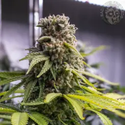 gold tar cannabis seeds by deadpanhead seeds