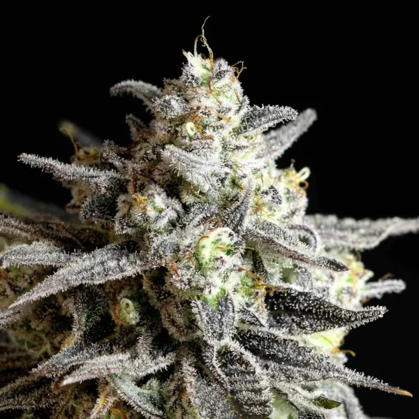 grape gas auto cannabis seeds by twenty20 mendocino
