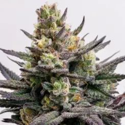 hawaiian chem cannabis seeds by deadpanhead seeds